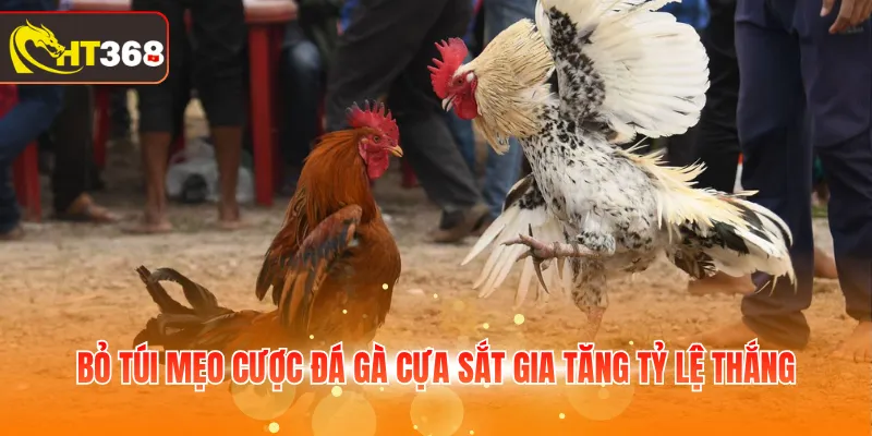 Bỏ túi mẹo cược đá gà cựa sắt gia tăng tỷ lệ thắng
