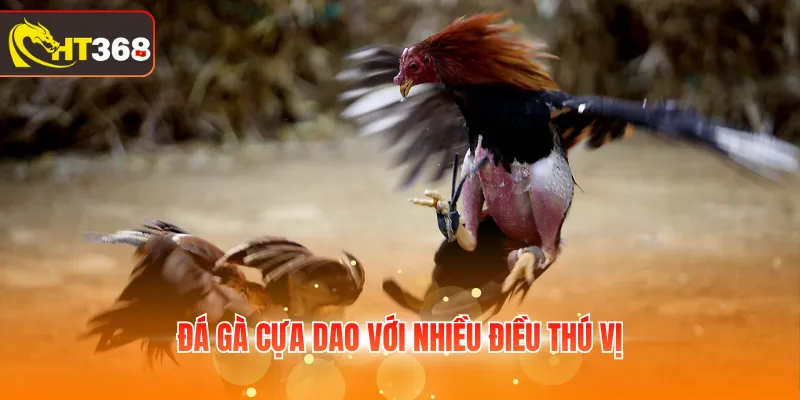 Đá gà cựa dao với nhiều điều thú vị