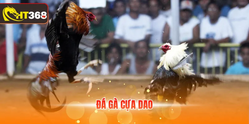 Đá gà cựa dao