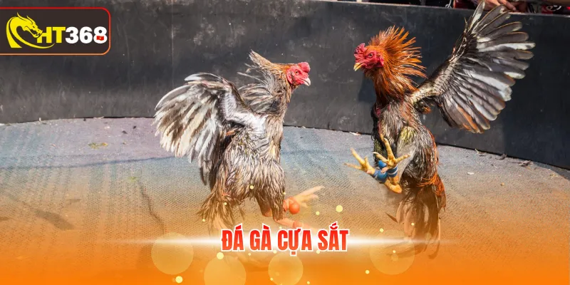 Đá gà cựa sắt