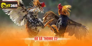 Đá gà Thomo C2