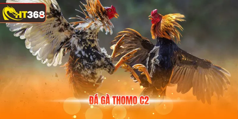 Đá gà Thomo C2