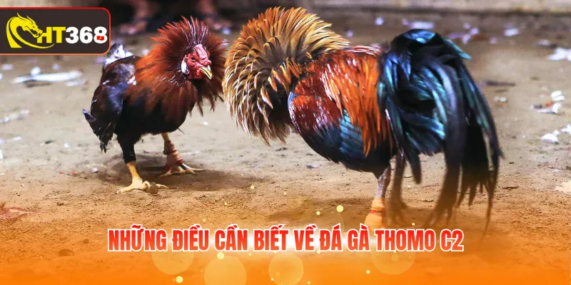 Những điều cần biết về đá gà Thomo C2