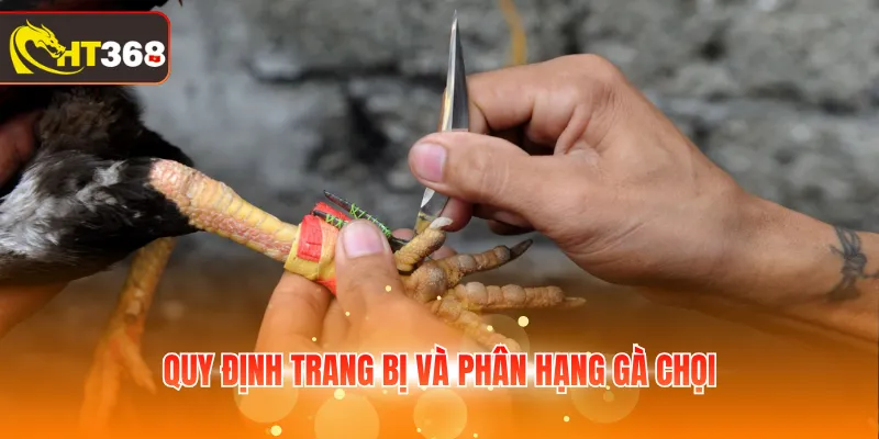 Quy định trang bị và phân hạng gà chọi