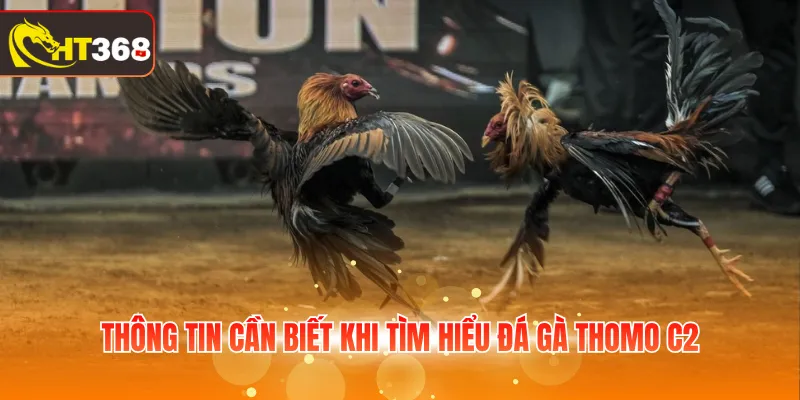 Thông tin cần biết khi tìm hiểu đá gà Thomo C2